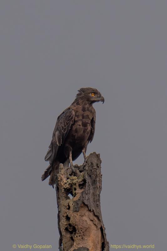 Brown Snake-Eagle