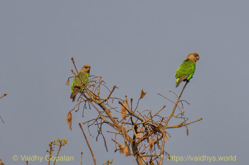 Brown-headed Parrot