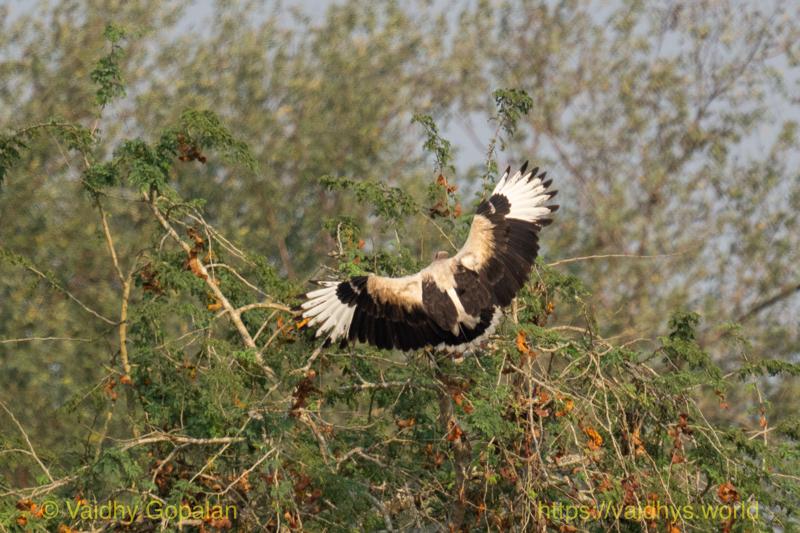 Palm-nut Vulture