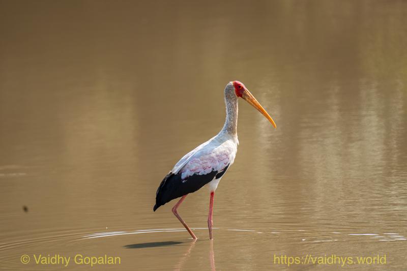 Yellow-billed Stork