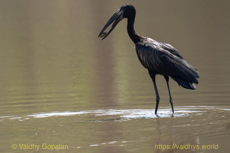 African Openbill