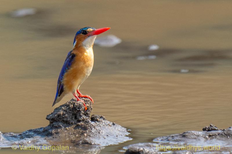 Malachite Kingfisher