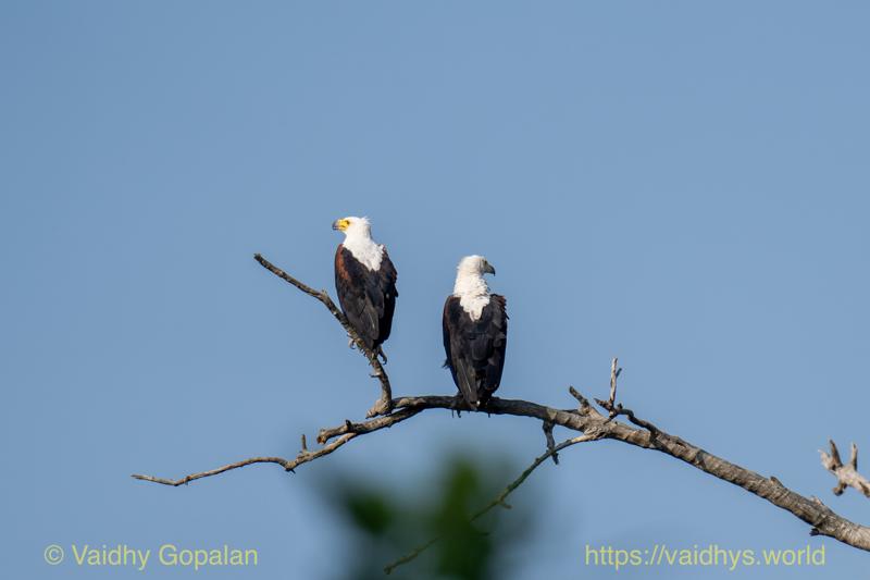 African Fish-Eagle