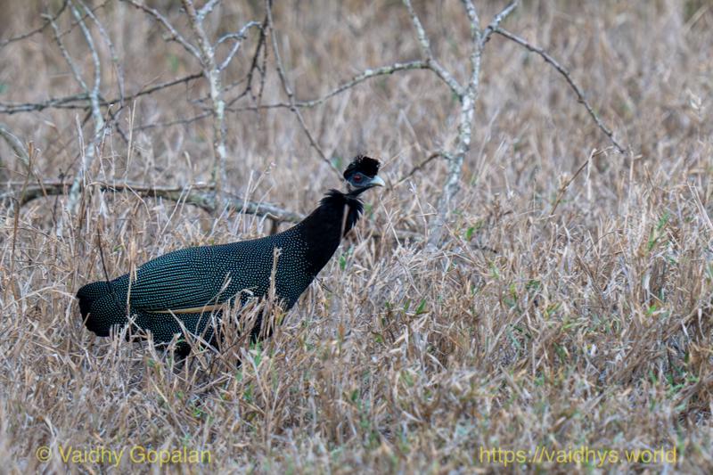 Southern Crested Guineafowl