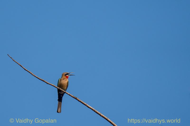 White-fronted Bee-eater