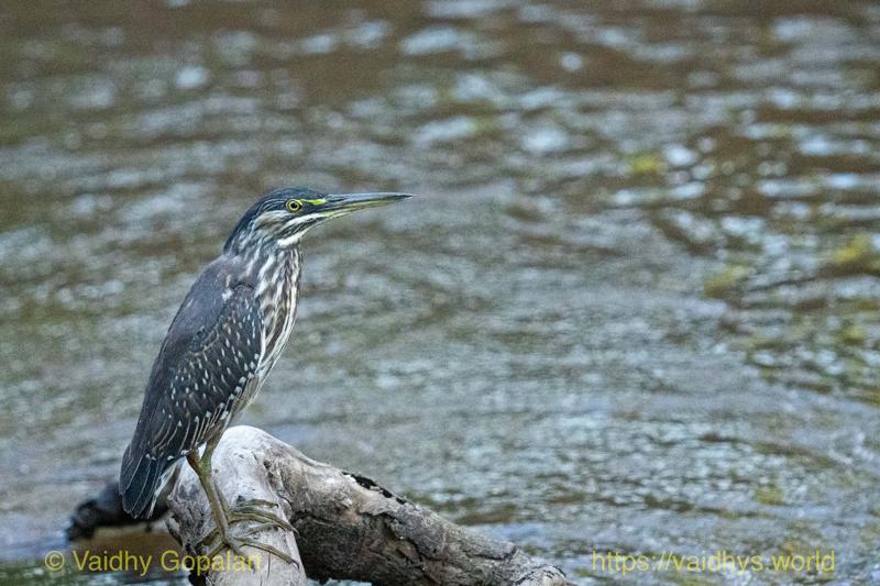 Dwarf Bittern