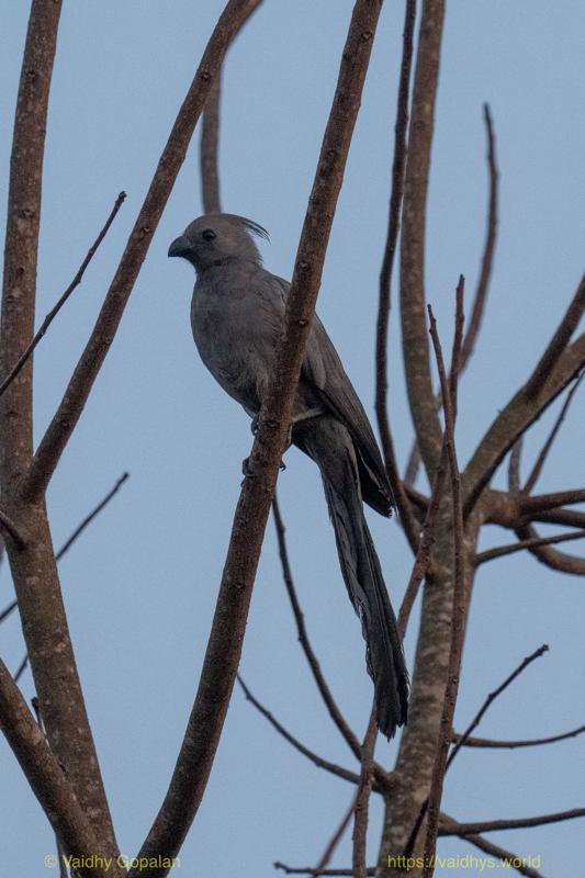 Gray Go-away-bird