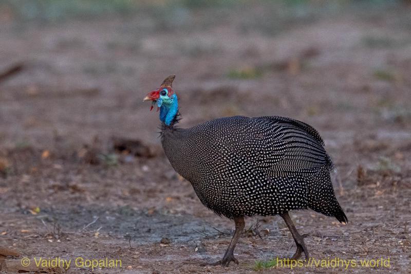 Helmeted Guineafowl