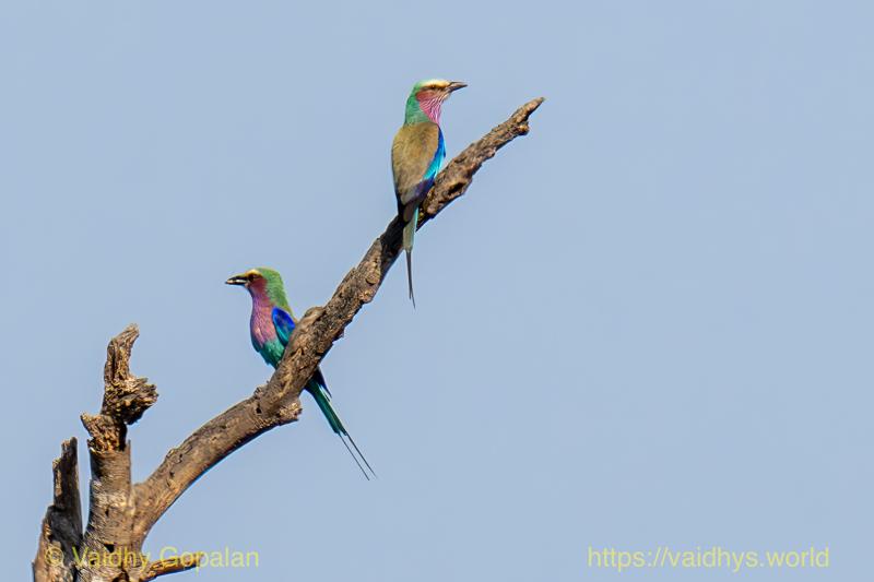 Lilac-breasted Roller