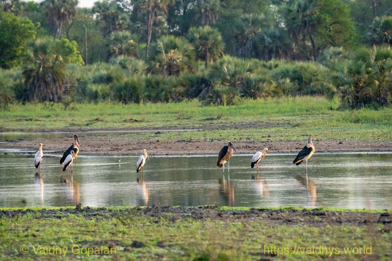 Marabou Stork, Yellow-billed Stork