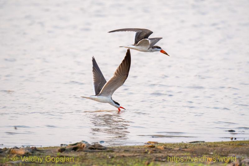 African Skimmer