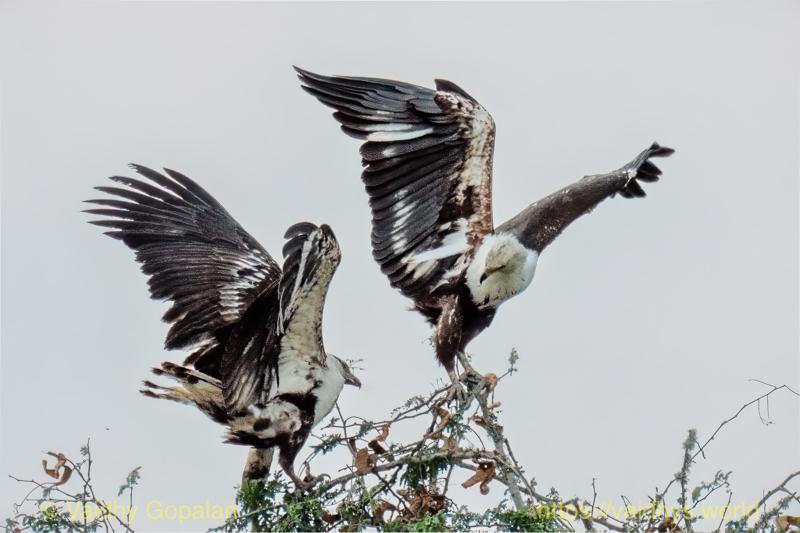 African Fish-Eagle