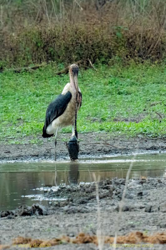 Marabou Stork