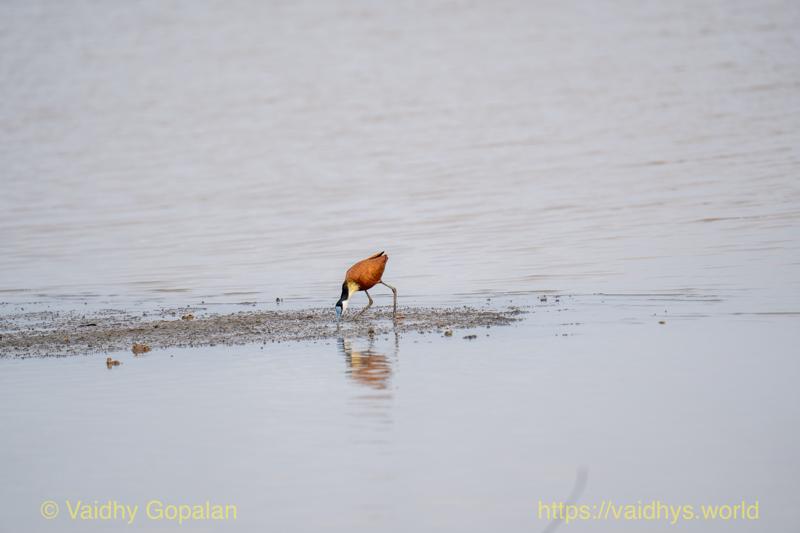 African Jacana