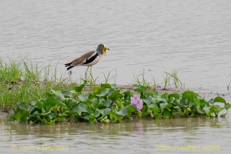 White-headed Lapwing