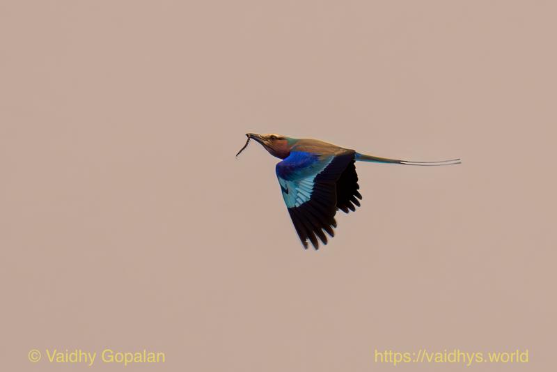 Lilac-breasted Roller
