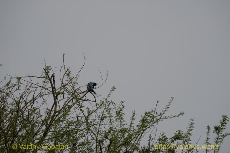 Lilac-breasted Roller