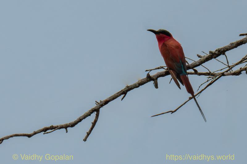 Southern Carmine Bee-eater