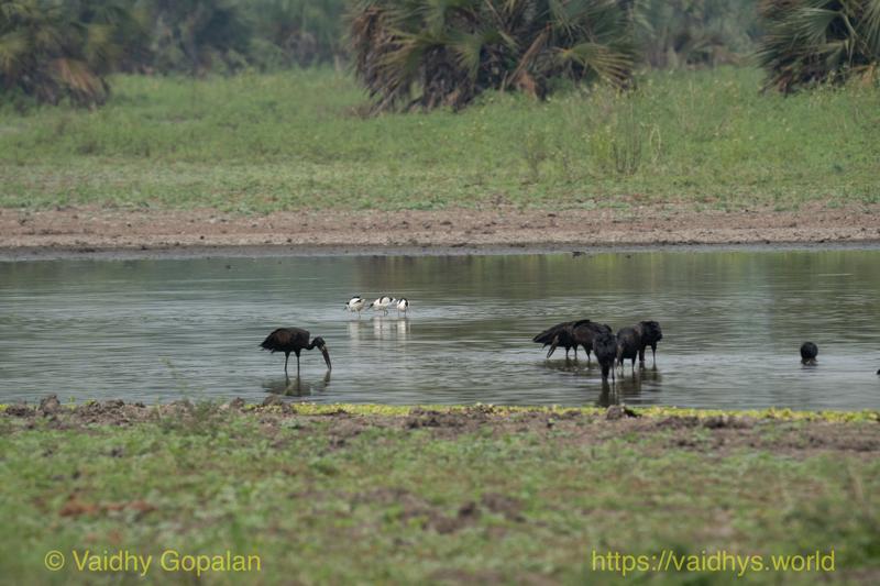 Open-billed Stork, Pied Avocet