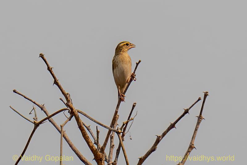Southern Red Bishop