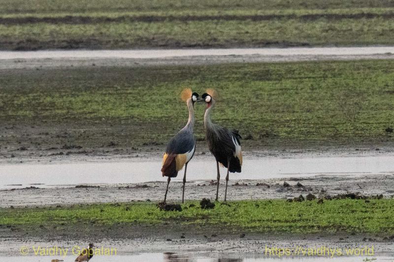 Gray Crowned-Crane