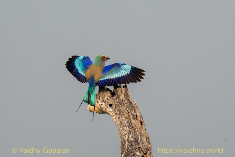Lilac-breasted Roller