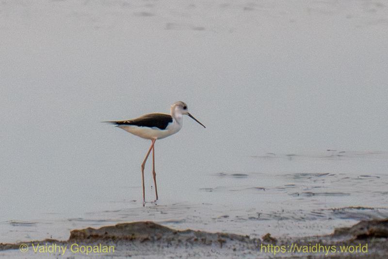 Black-winged Stilt
