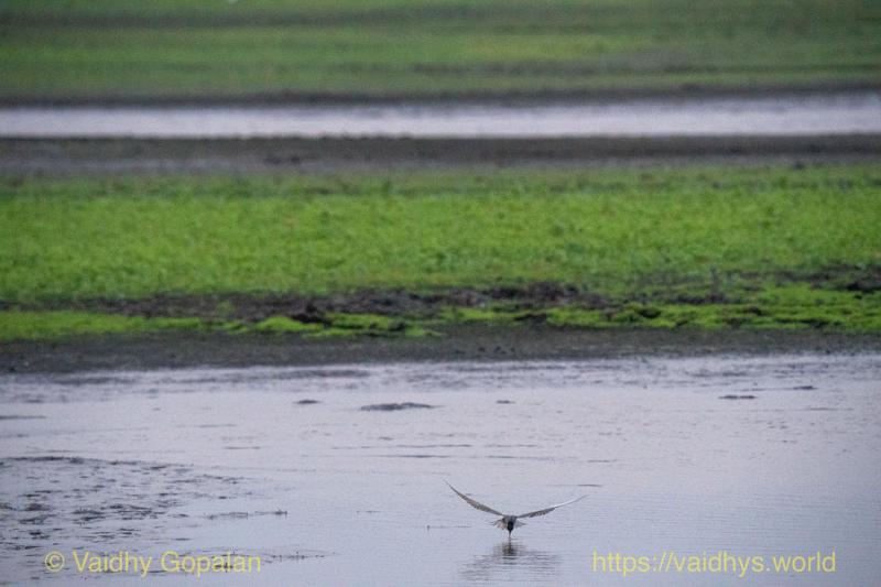Whiskered Tern
