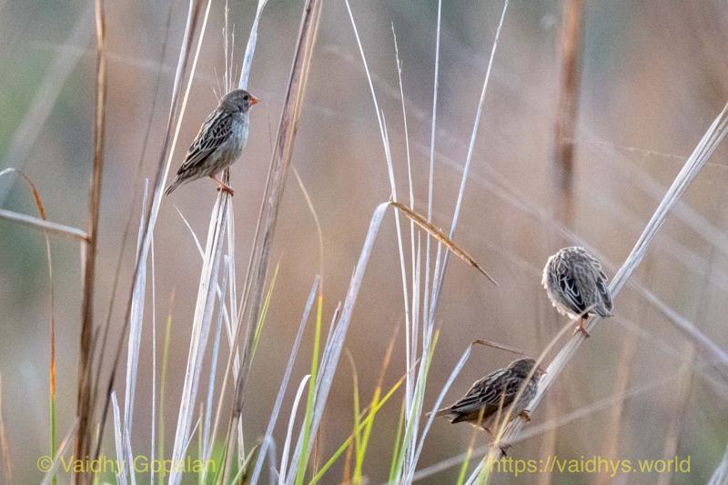 Red-billed Quelea