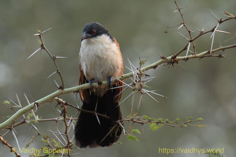 Senegal Coucal