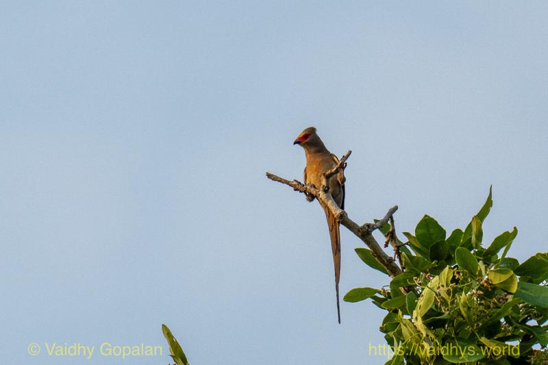 Red-faced Mousebird
