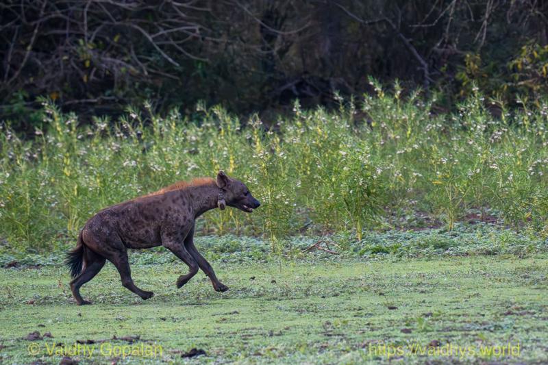 Spotted Hyena
