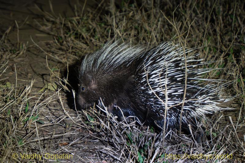 Porcupine
