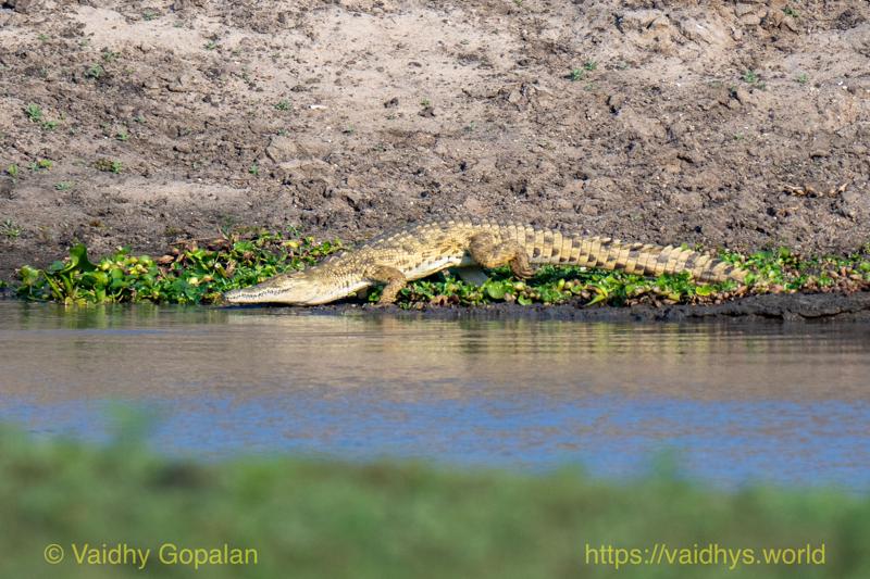 Nile Crocodile