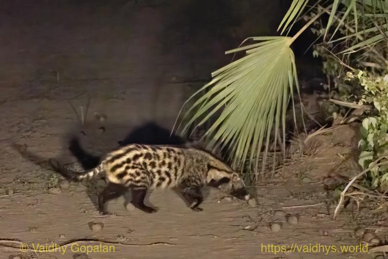 African Civet