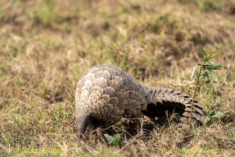 Pangolin