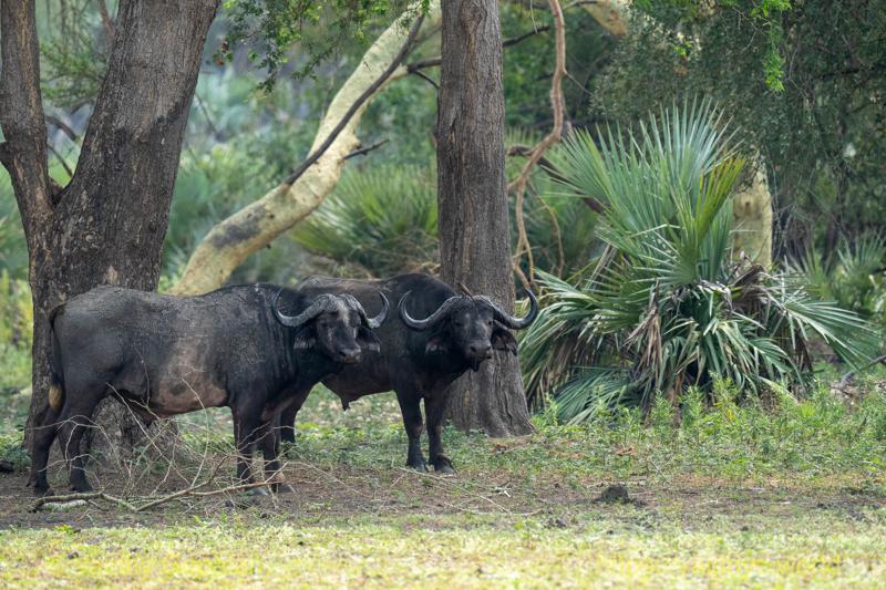 Cape Buffalo