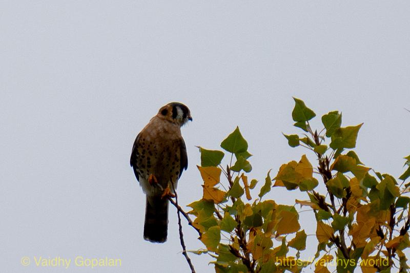 American Kestrel