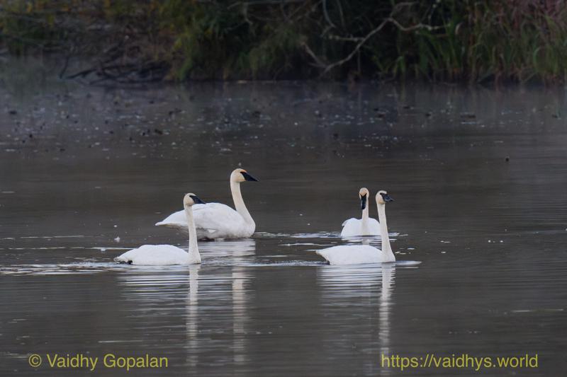 Trumpeter Swan