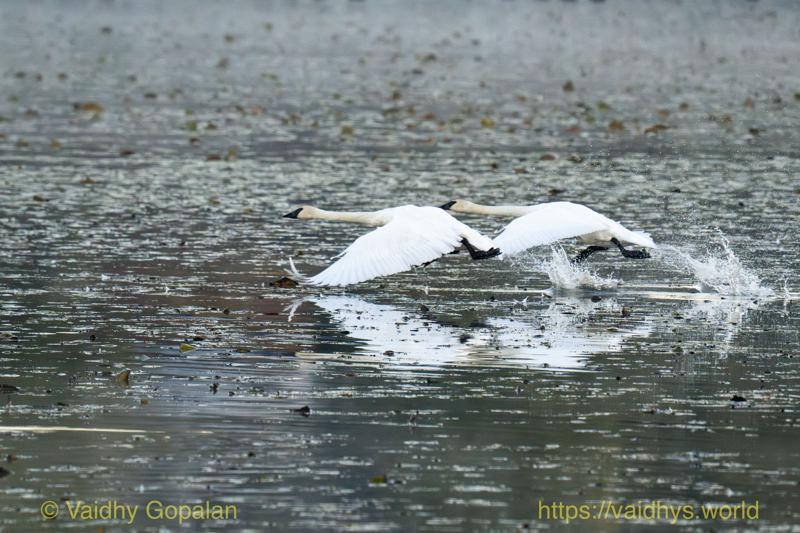 Trumpeter Swan