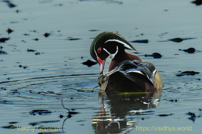 Wood Duck