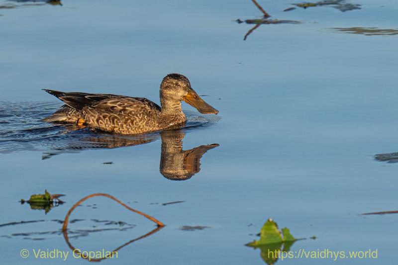 Northern Shoveler