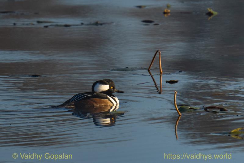 Hooded Merganser