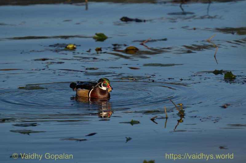 Wood Duck