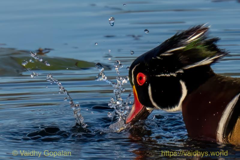 Wood Duck