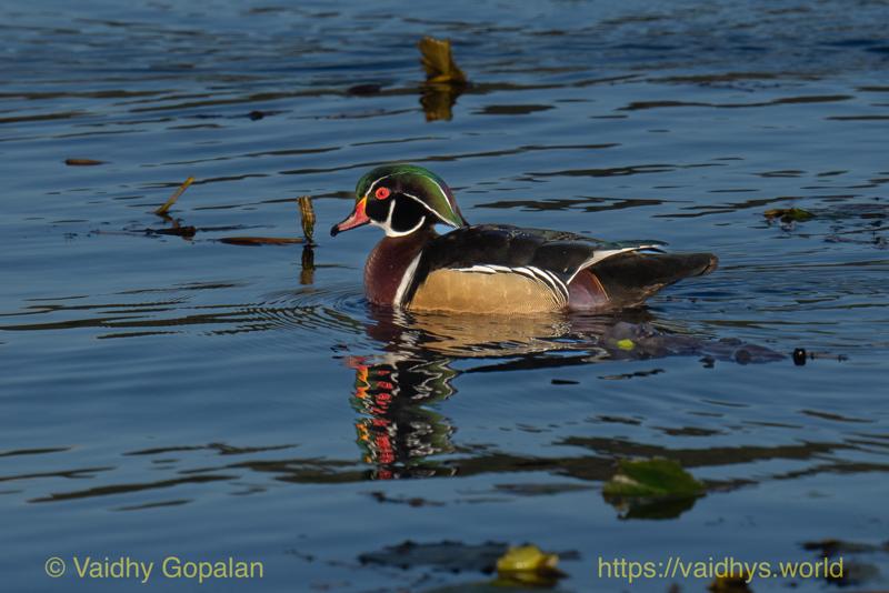 Wood Duck