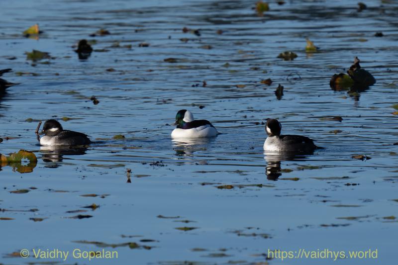 Bufflehead
