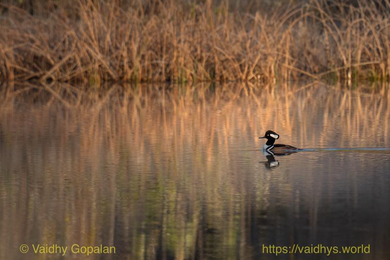 Hooded Merganser