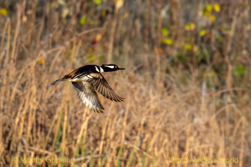 Hooded Merganser