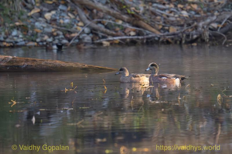 American Wigeon